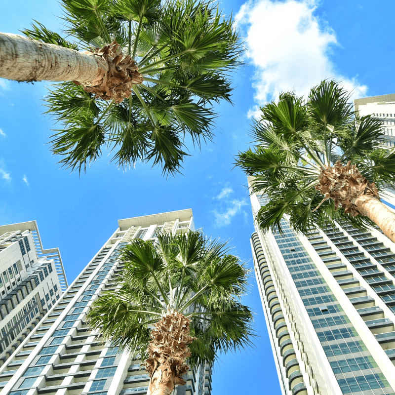 Florida condo buildings and palm trees. See how you can protect your possessions with our condo policy! 
